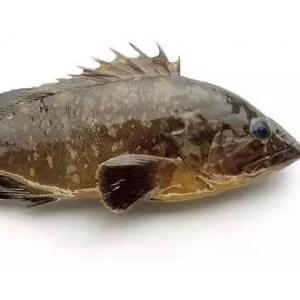 新鲜石斑鱼
